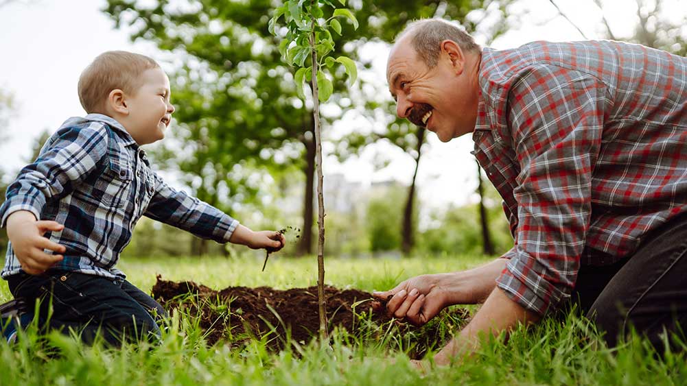Grandfather and child plant tree.